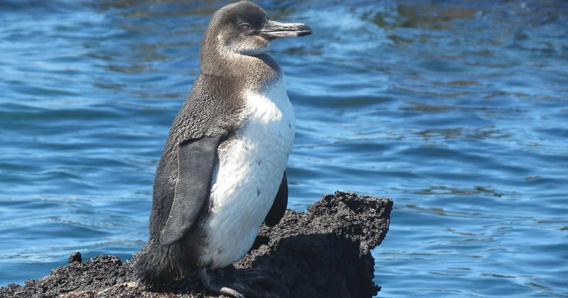 La faune des plages cachées : ce que vous verrez vraiment