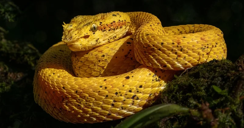 Quelle est la meilleure période pour les activités outdoor en famille au Costa Rica ?