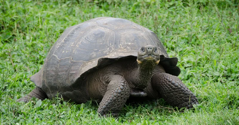 Quelle est la plus belle île des Galápagos selon votre profil ?