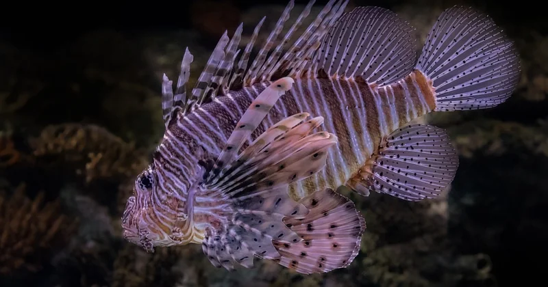 Ce que vous pouvez vraiment voir sous l'eau