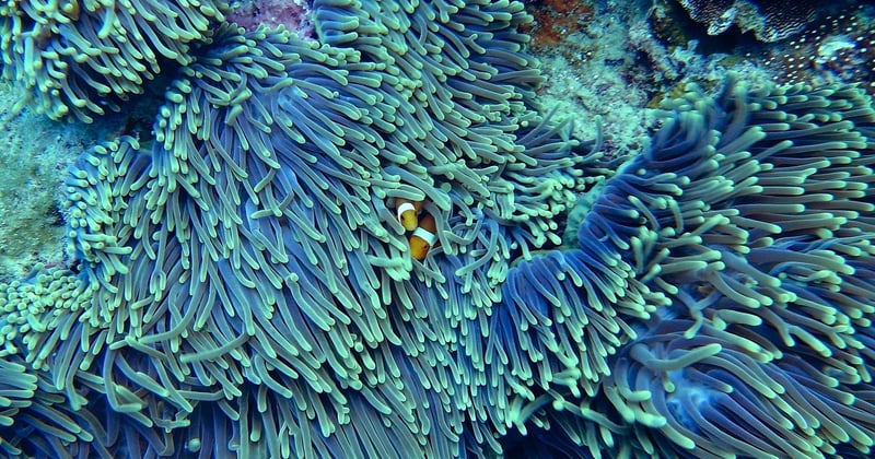 Plongez au cœur des merveilles sous-marines de la Grande Barrière de corail