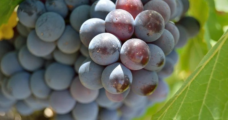Quel est le meilleur vignoble à visiter en Toscane ?