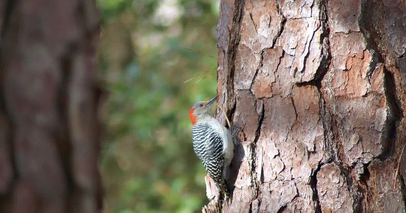 Randonnée en Colombie-Britannique : forêt tempérée et sentiers côtiers